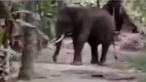 കോയമ്പത്തൂർ ന​ഗരത്തിലെത്തിയ കാട്ടാന