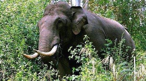 കാട്ടാനയുടെ ആക്രമണത്തില്‍ സ്ത്രീ കൊല്ലപ്പെട്ടു