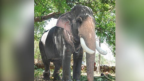മംഗലാംകുന്ന് അയ്യപ്പന്‍ 