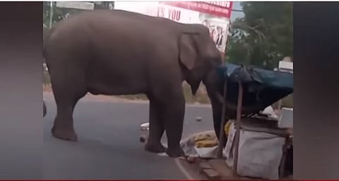 വഴിയോരക്കട തകർത്ത് പടയപ്പ 