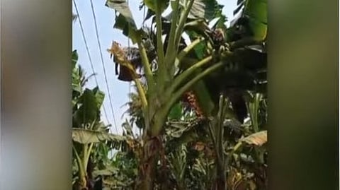 കെഎസ്ഇബി വെട്ടിനശിപ്പിച്ച വാഴകൾ  