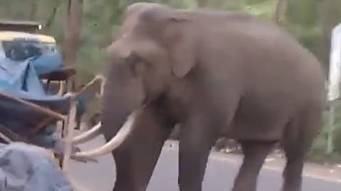 പടയപ്പ