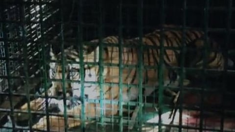 മീനങ്ങാടിയില്‍ കൂട്ടിലായ കടുവ