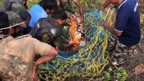 കടുവയെ മയക്കുവെടി വെച്ച് പിടികൂടിയപ്പോൾ  