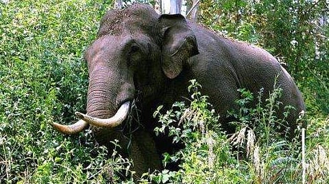 wild elephant attack