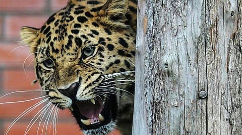 Leopard
