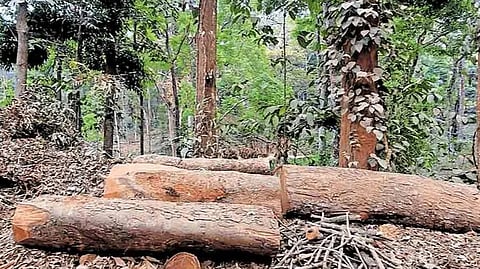 സുഗന്ധഗിരിയില്‍ മുറിച്ചിട്ട മരം
