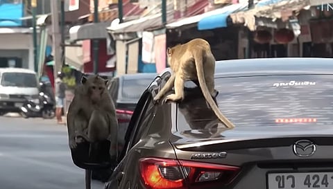 Officials have a plan to end years of monkey mayhem in a central Thai city 
