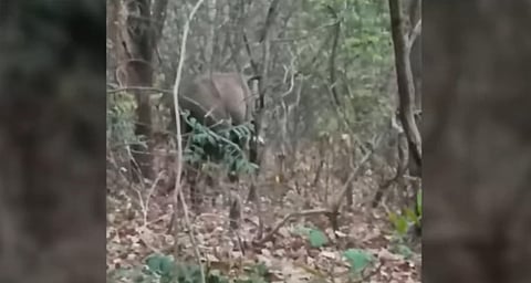 wild elephant