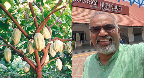 cocoa plant