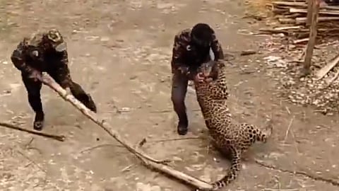 leopard attack
