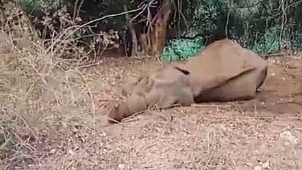 elephant injured after being hit by a train died