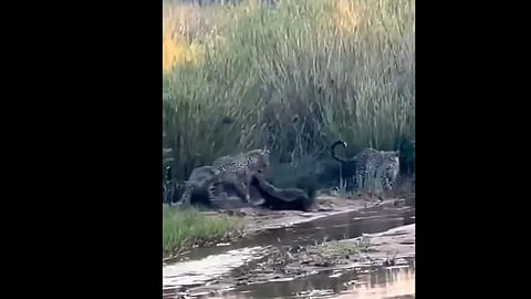 HONEY BADGER
