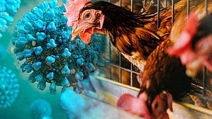 bird flu