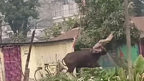 Wild Animal Attack 