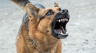 DOG BITE
