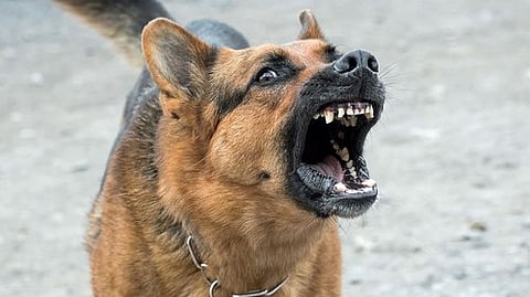 DOG BITE