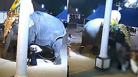 elephant attack