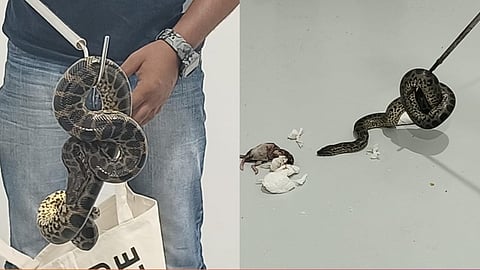 anaconda