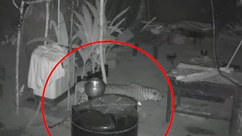 leopard again in wayanad