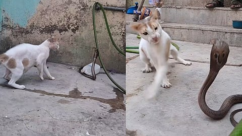 cat- cobra fight