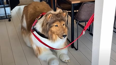 Dog Costume