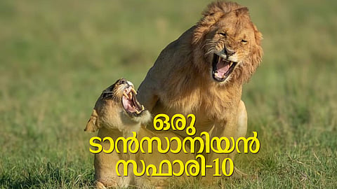 ''അക്കേഷ്യ മരങ്ങളില്‍ കയറിയിരുന്നു കിളികള്‍ പ്രഭാതവന്ദനം പാടുന്നു. ഒരു കൂട്ടം ജിറാഫുകള്‍ പുള്ളിക്കൊടികളുയര്‍ത്തി ജാഥ തുടങ്ങി''