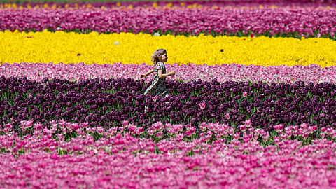 Harrison Tulip Festival, in Agassiz
