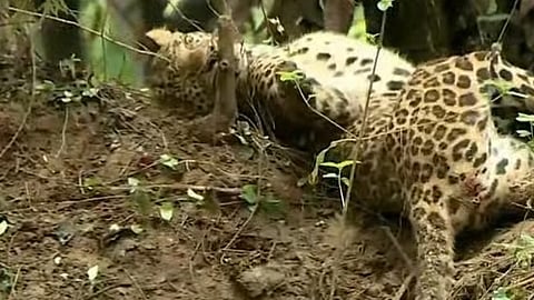 leopard