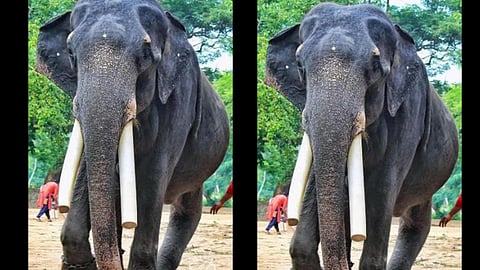 guruvayur elephant