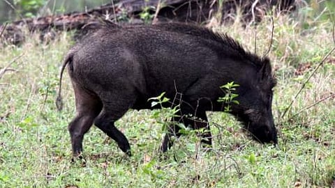 Wild boar