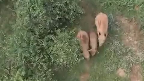 Wild Elephant