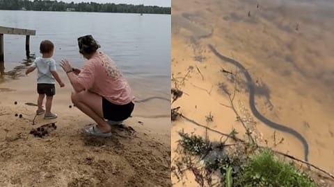 snake encounter