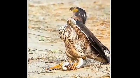 EAGLE