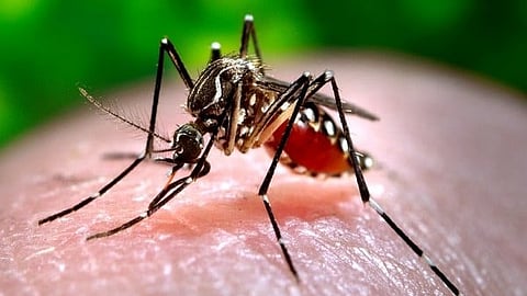 dengue fever