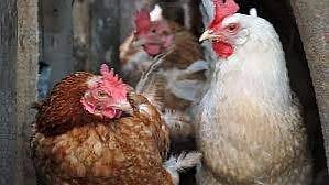 bird-flu-spread culling-on-saturday