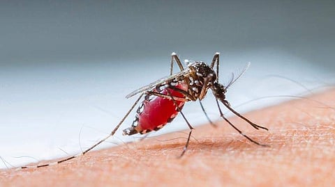 west nile fever