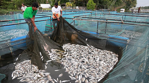periyar fish death