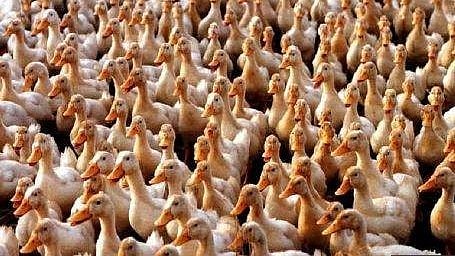 Bird flu 