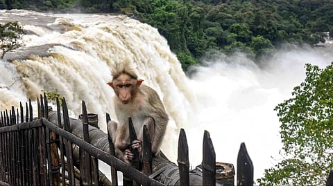 athirappilly