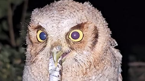 OWL ATTACKS SNAKE
