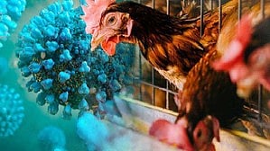 BIRD FLU