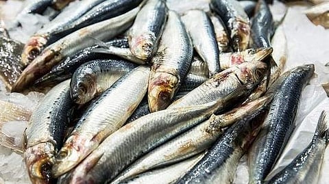FISH MARKET