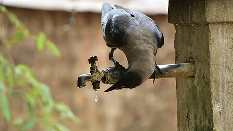 Kenyan government to kill  millions of indian crows 