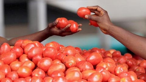 Tomato rate