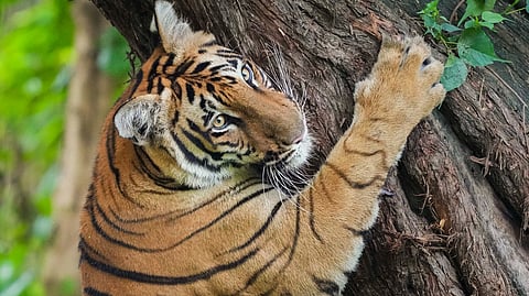 Tiger Day