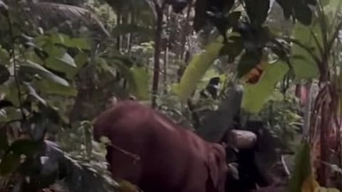 ELEPHANT RESCUE