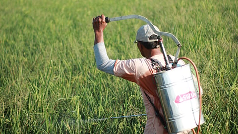 pesticides