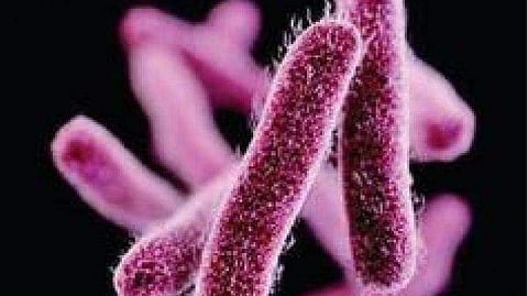 Shigella