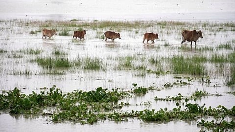 Assam